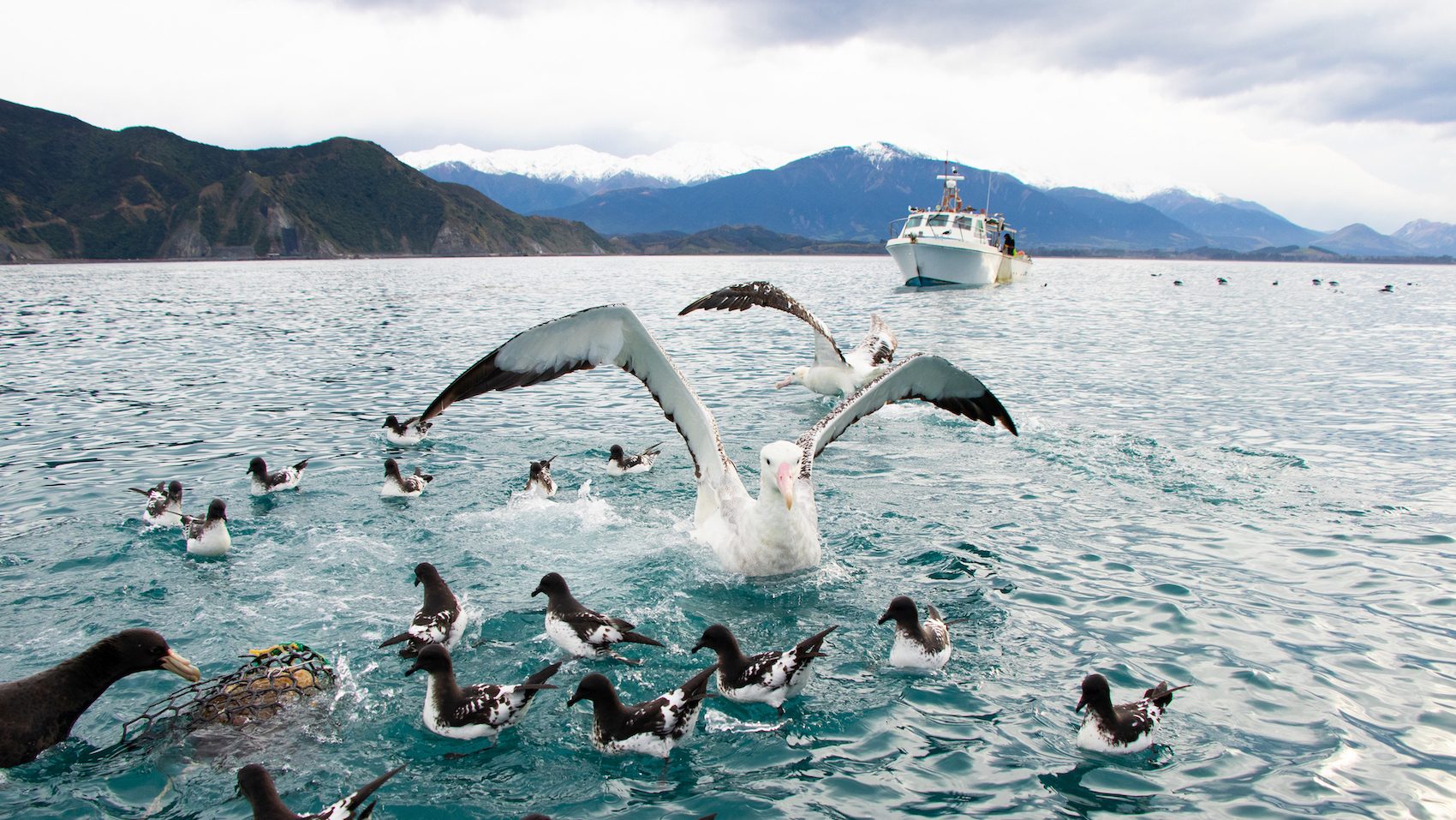 albatross on the ocean's surface with mountains and a bot in the background
