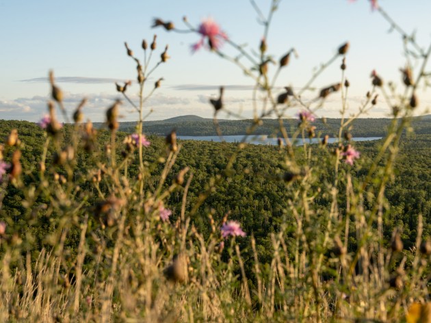 wildflowers with a lake and forest in the distance