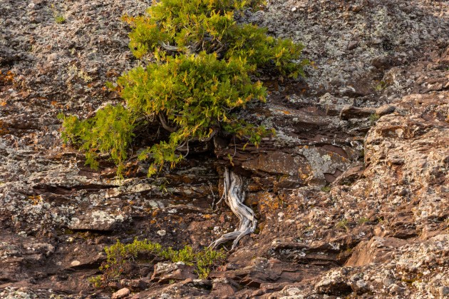 a tree growing on a rock face