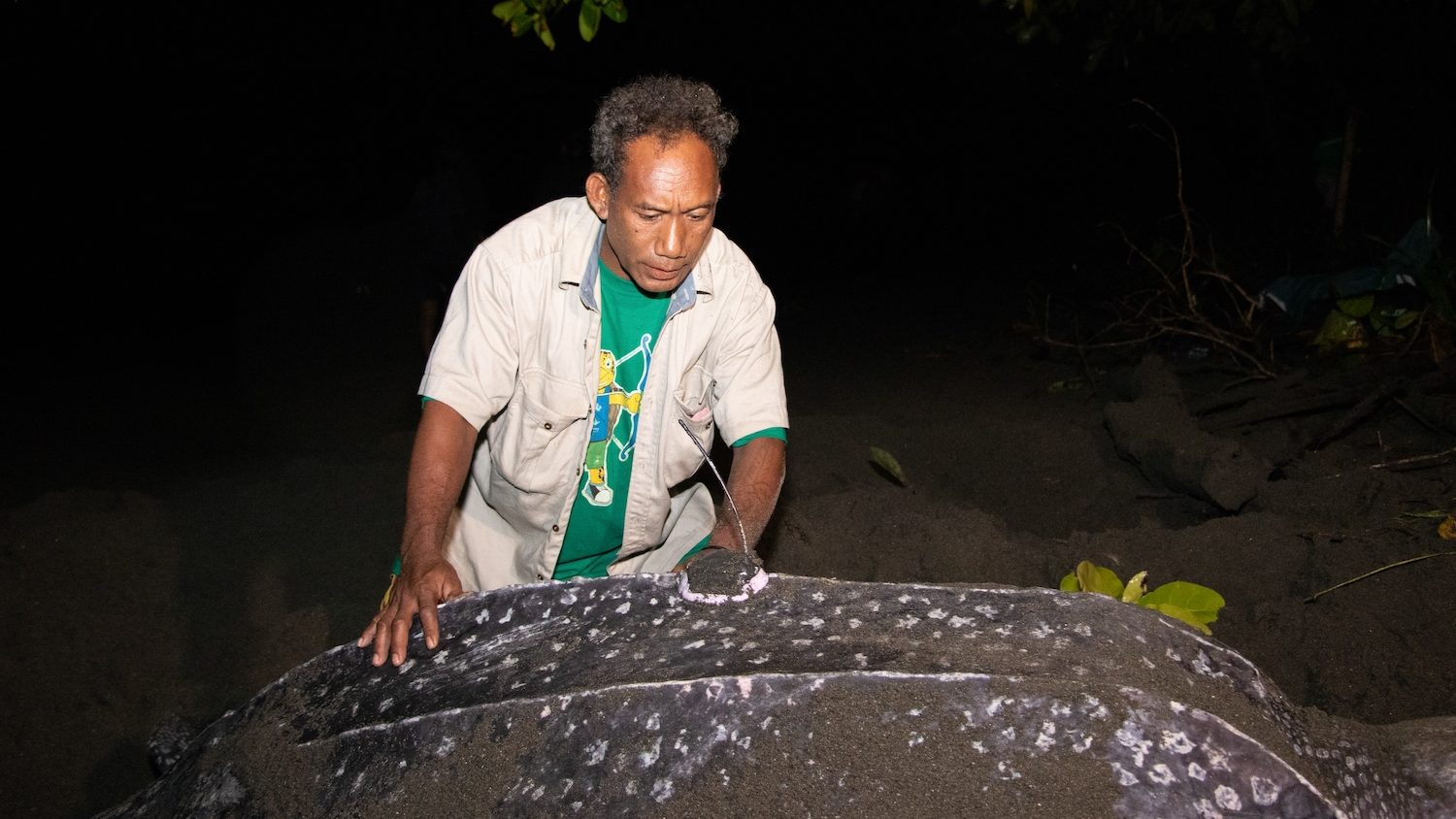 a man stands over a leatherback turtle touching it's carapace