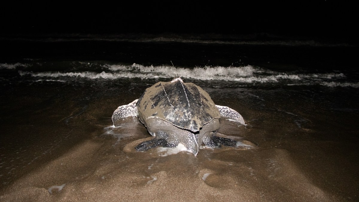 large turtle on the beach heading back towards the ocean