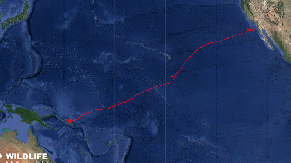 map showing a migration track from the Solomon Islands to California