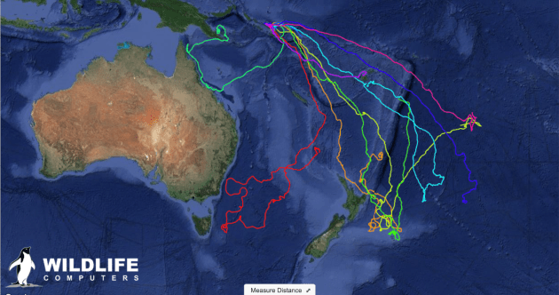 map of waters around Australia and New Zealand showing turtle migration tracks 