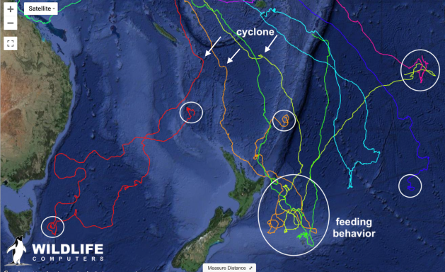 map of waters around New Zealand showing turtle migration tracks with. notes about behavior