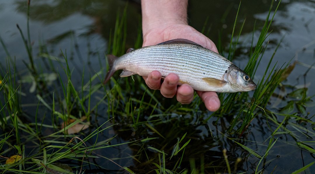 silver fish in a man's hand