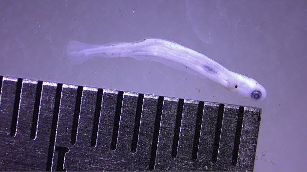 small fish larvae held against a ruler for scale