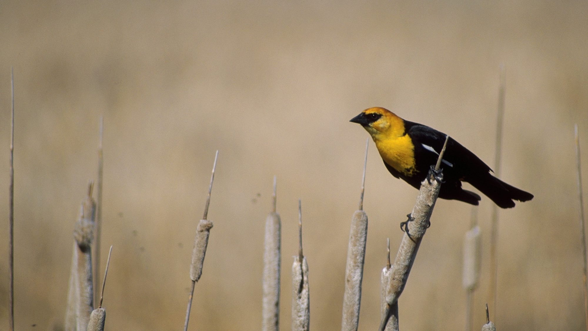 black and yellow bird perched on a brown reed