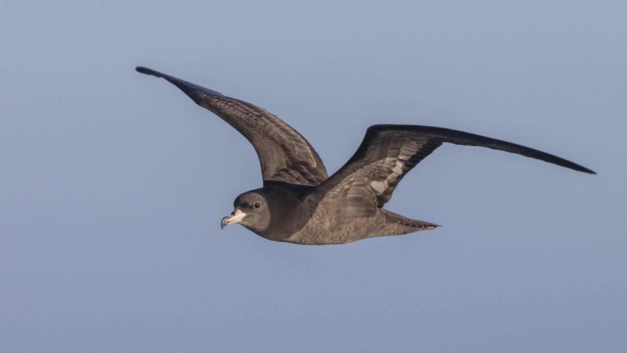 dark seabird flying against the sky