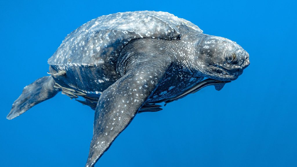 leatherback swimming in open sea with other fish