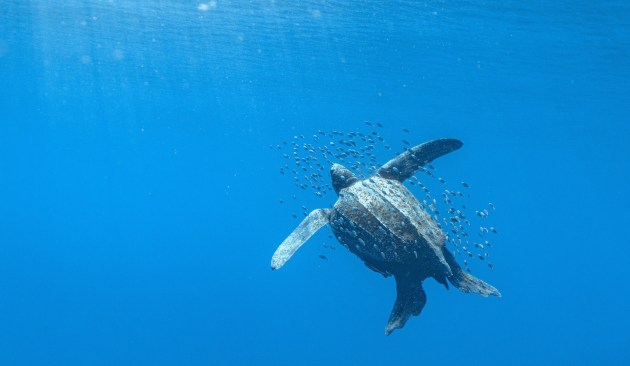 leatherback turtle floating in the deep ocean with a school of fish swimming around it