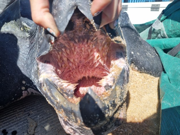 Manos que mantienen abierta la boca de una tortuga con la vista de una columna en su garganta.