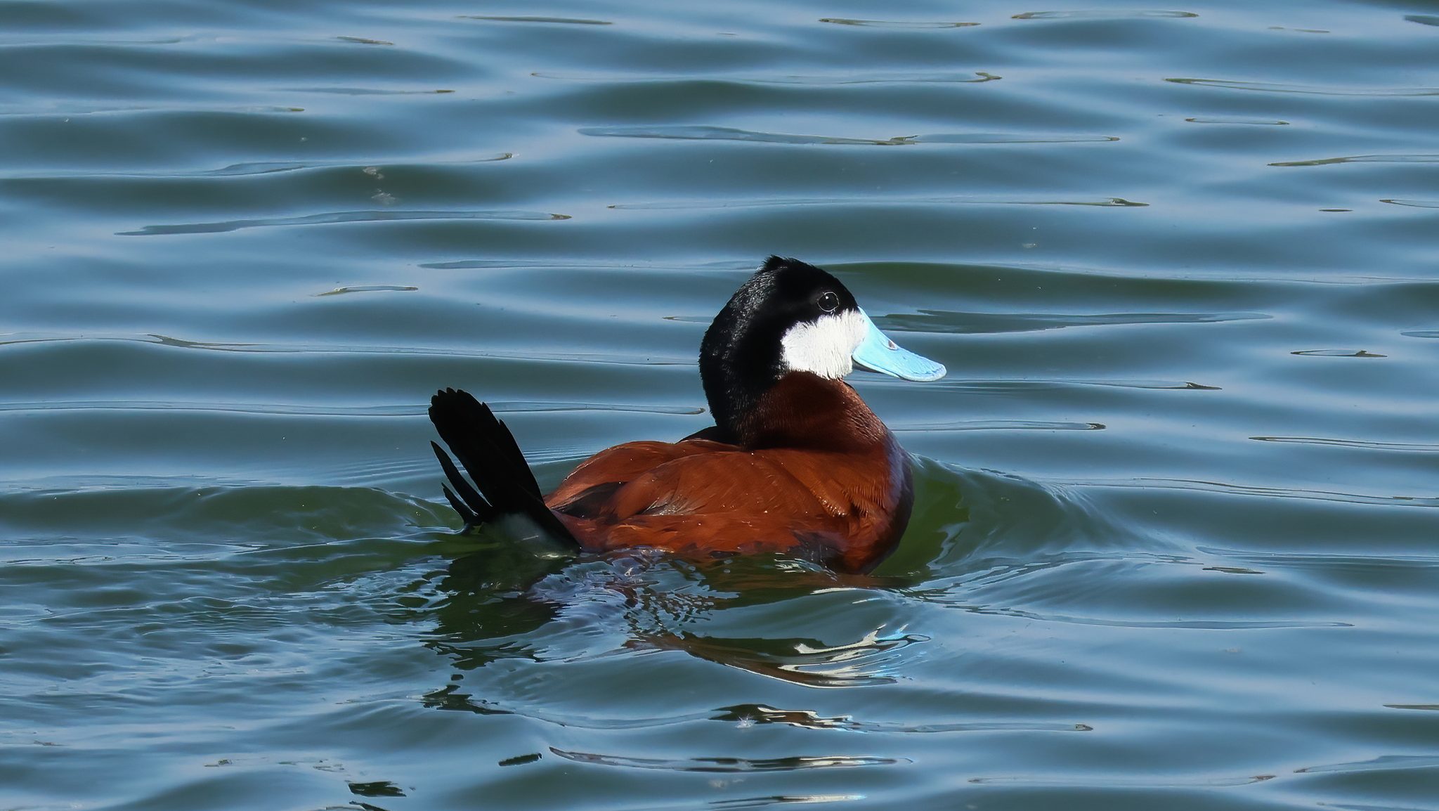reddish duck with blue bill and white face patch