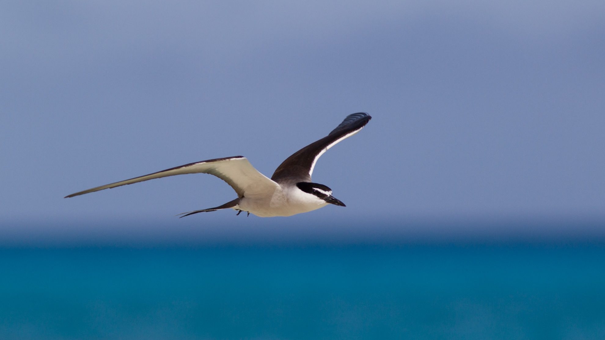 tern flying above the ocean with white notch above eyes