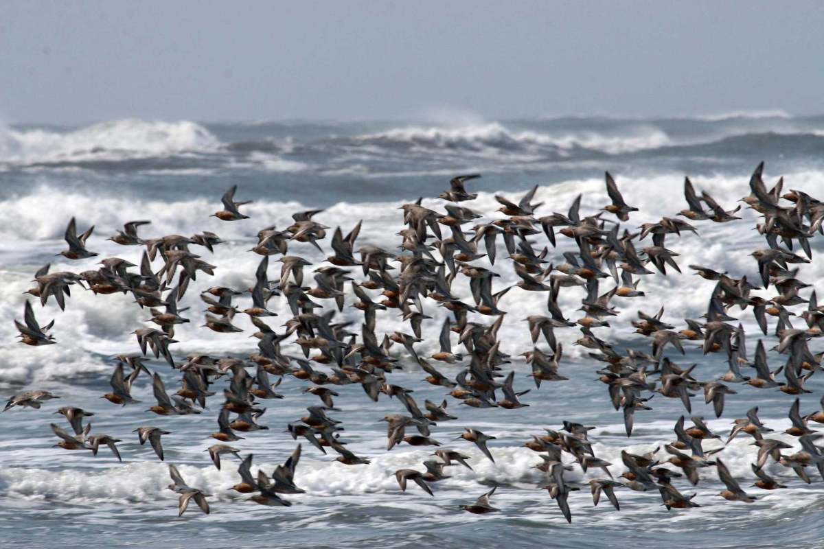 flock of birds flying across the ocean