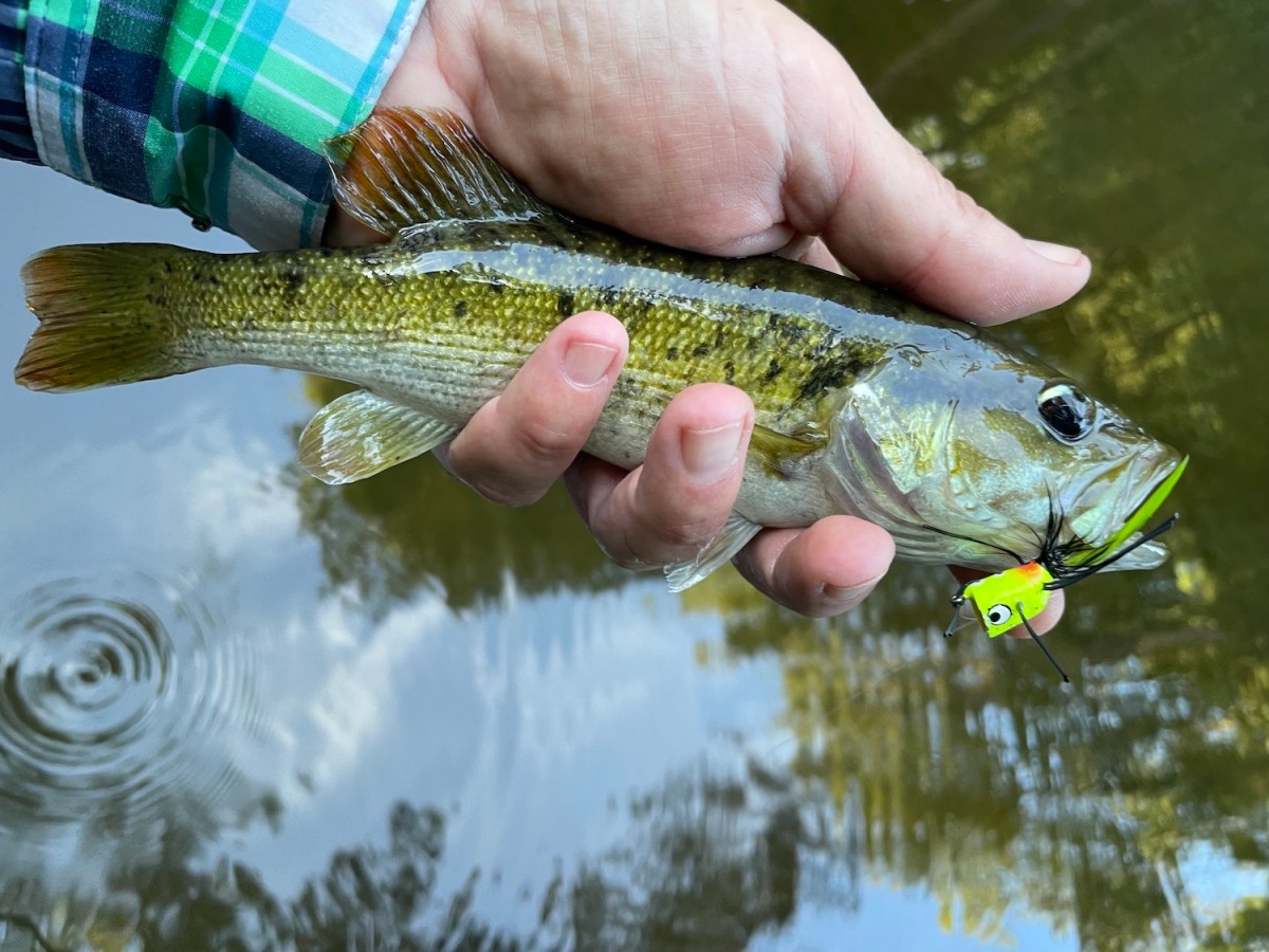 man's hand holding a small fish