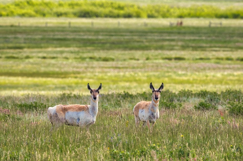 two pronghorn in a grassy field