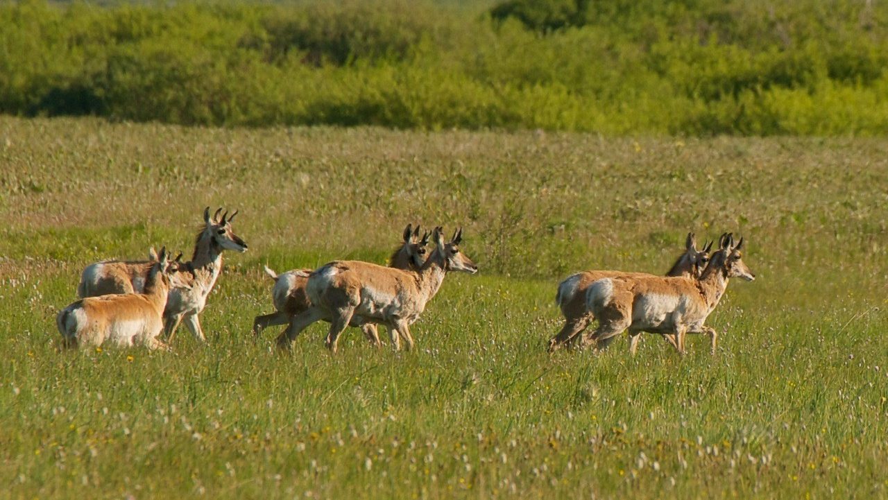 herd of pronghorn running through grass