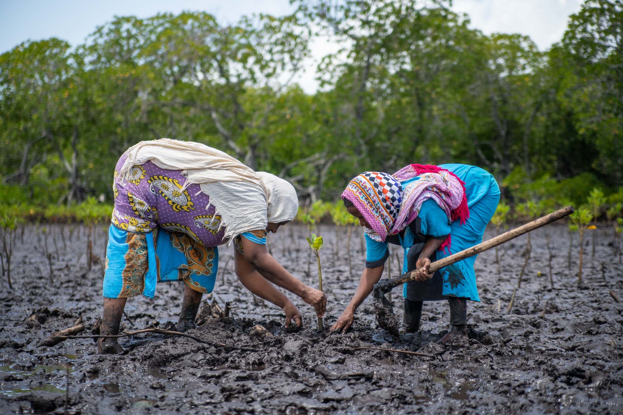 dos mujeres trabajan en el barro con manglares al fondo