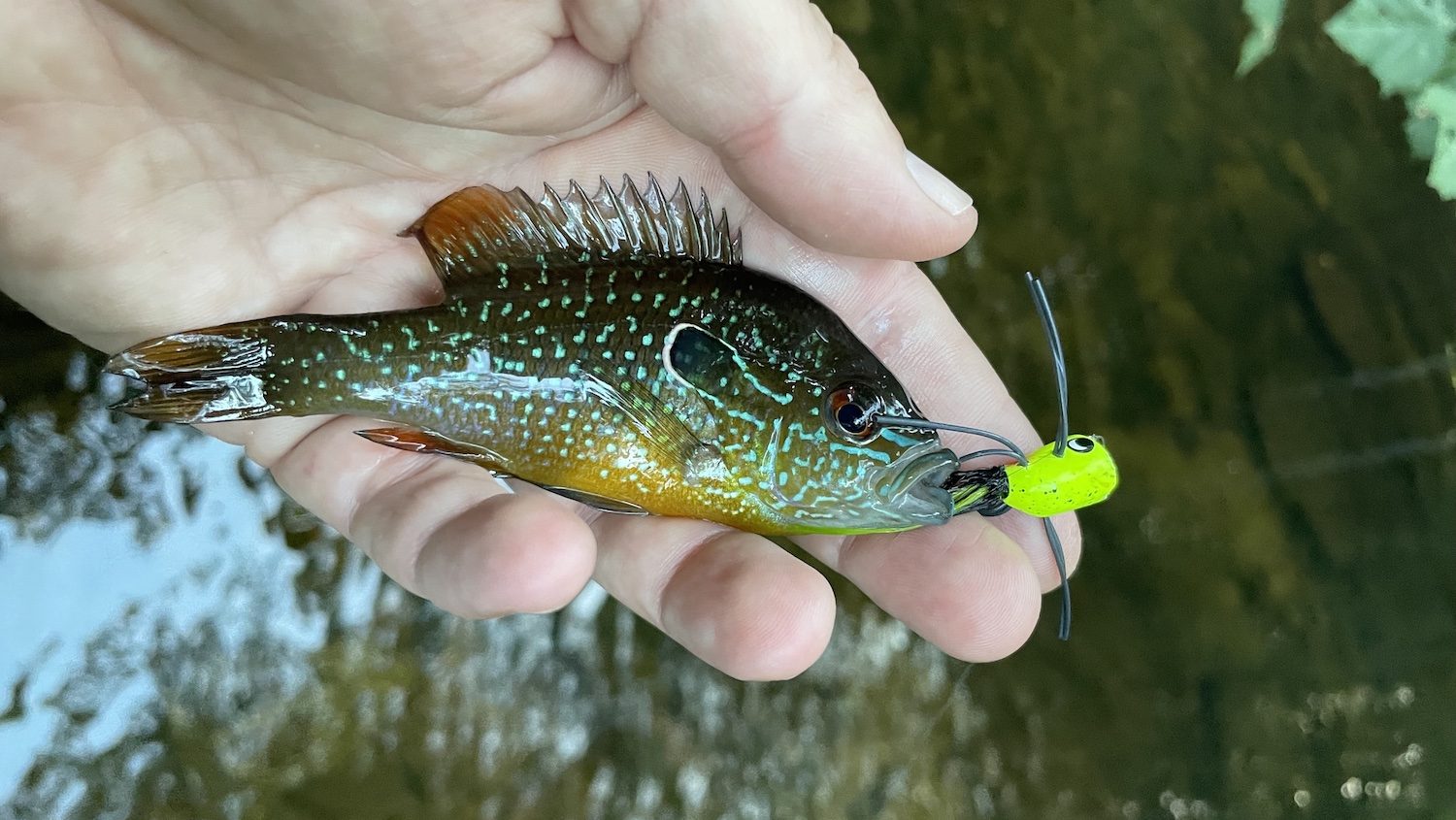 mano humana sosteniendo un pez pequeño en el agua