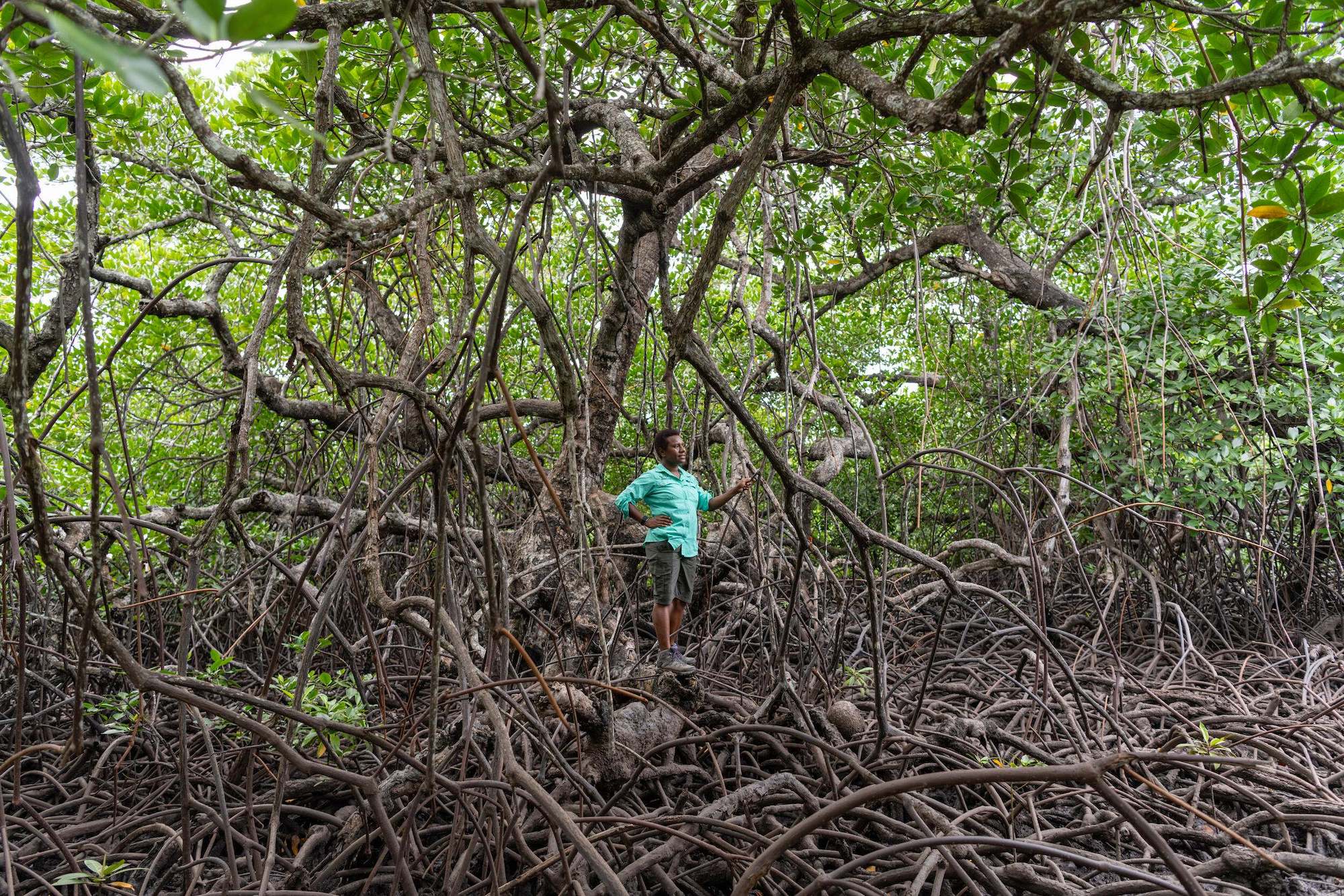 una mujer parada en medio del manglar