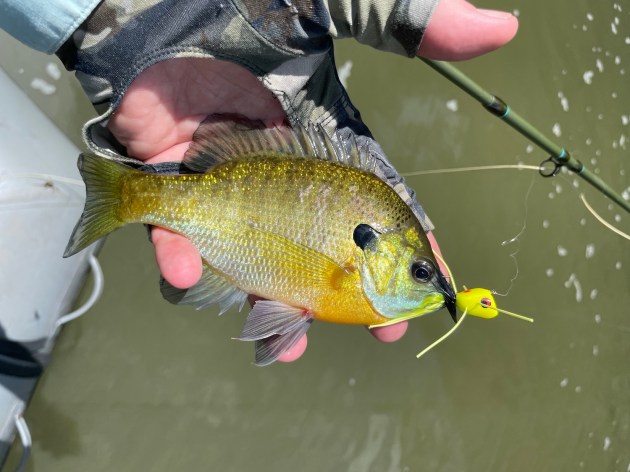 mano humana sosteniendo un pez pequeño en el agua