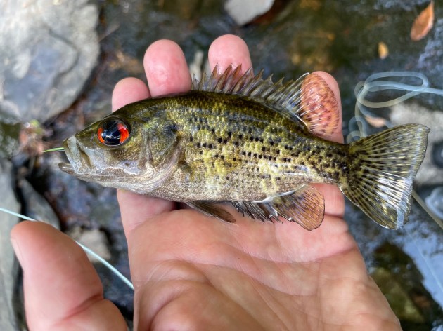 mano humana sosteniendo un pez pequeño con los ojos leyendo en el agua