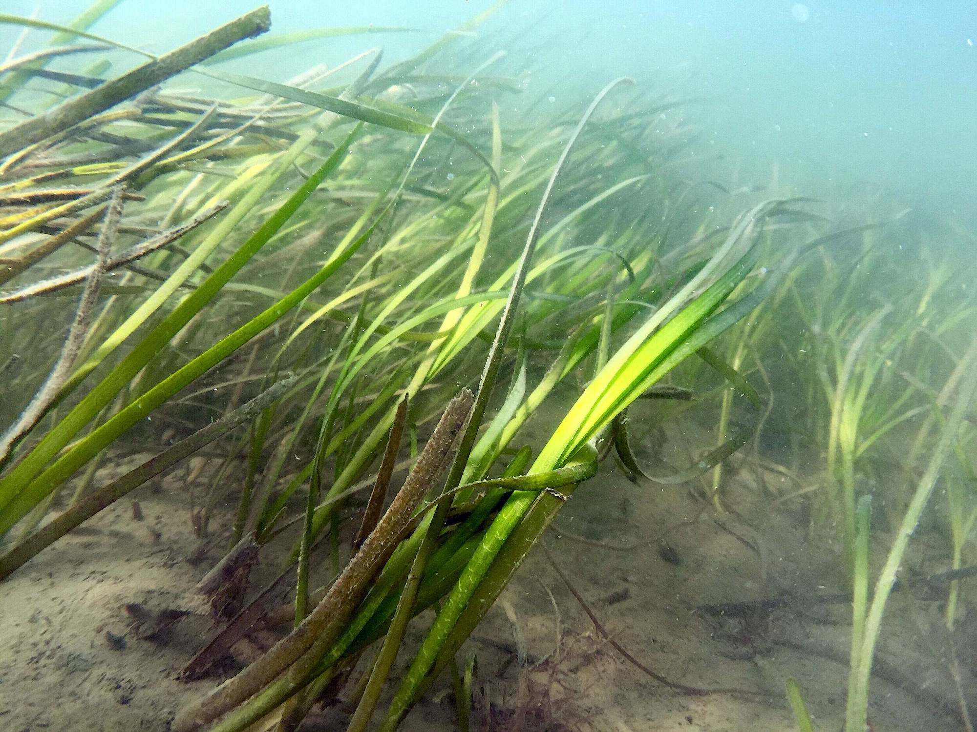 pasto marino que crece bajo el agua