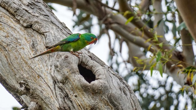 un pájaro en el tocón de un árbol cerca de un hueco