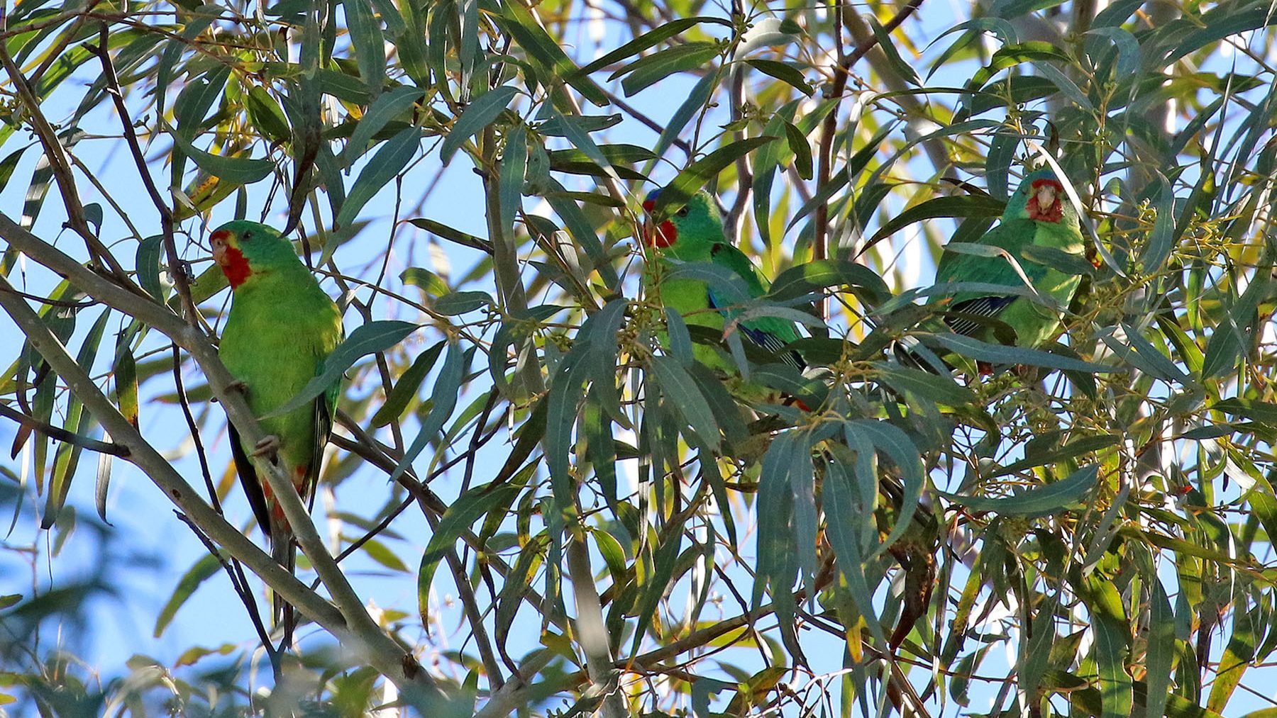 parrots hiding in the leaves