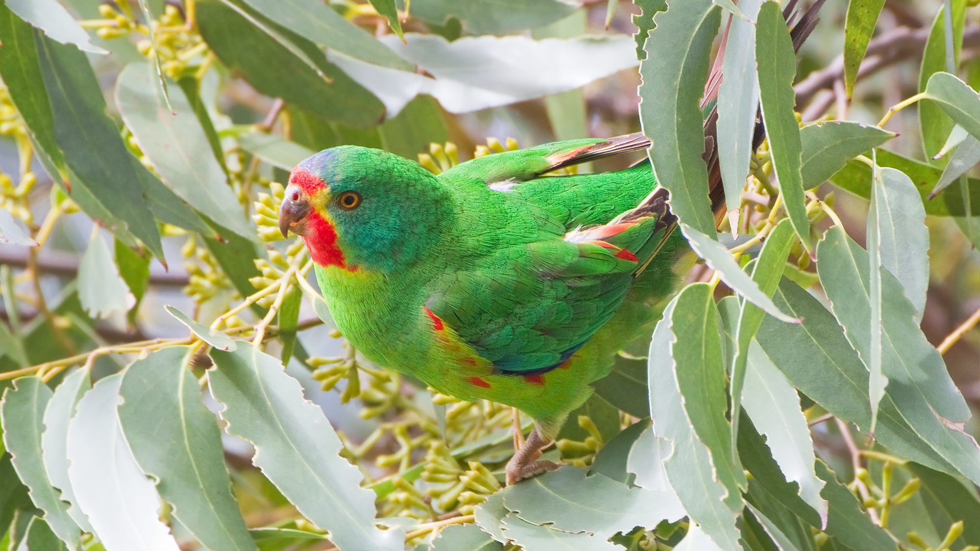 colorful parrot in eucalyptus leaves