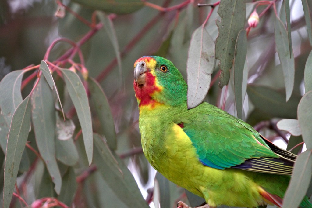close up of green and red parrot