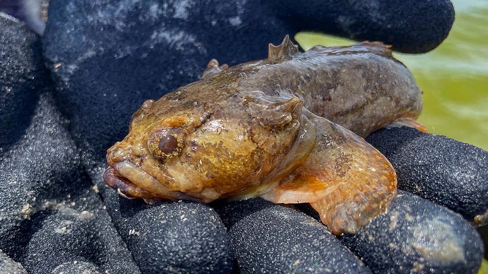 black hand wearing a glove holding a brown fish