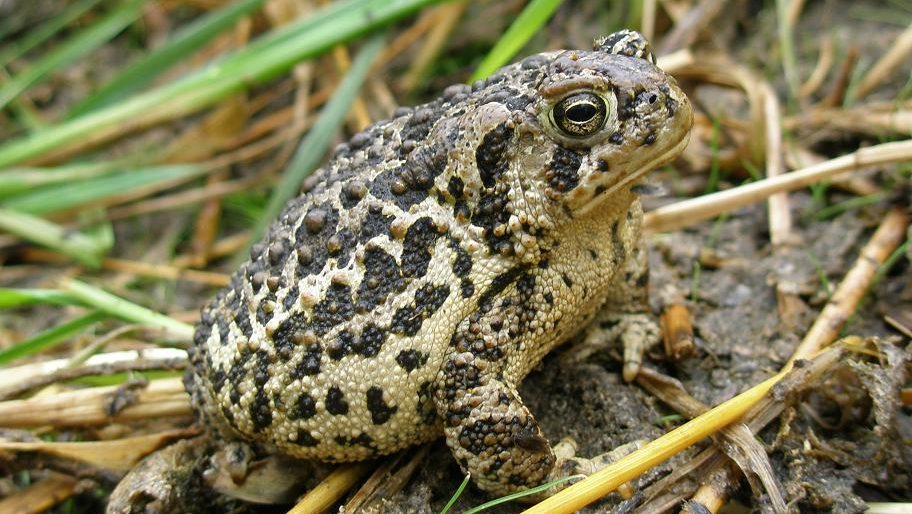 frog with spots on it's side in the grass. 