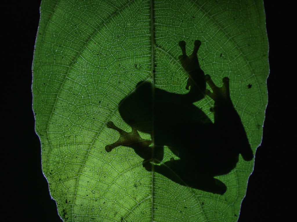 silhouette of a frog seen through a leaf