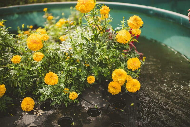 marigold flowers floating on water