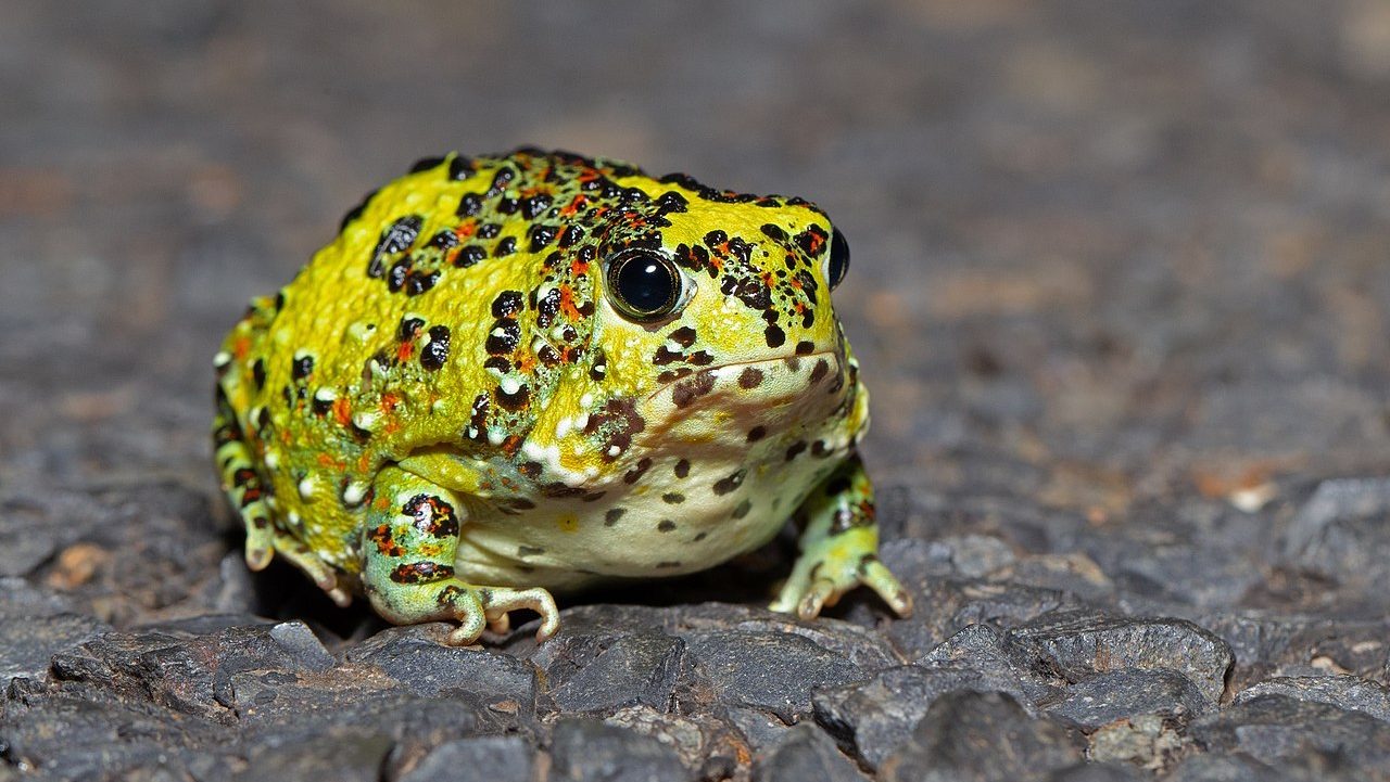 rotund yellow frog with a frowning expression on the ground