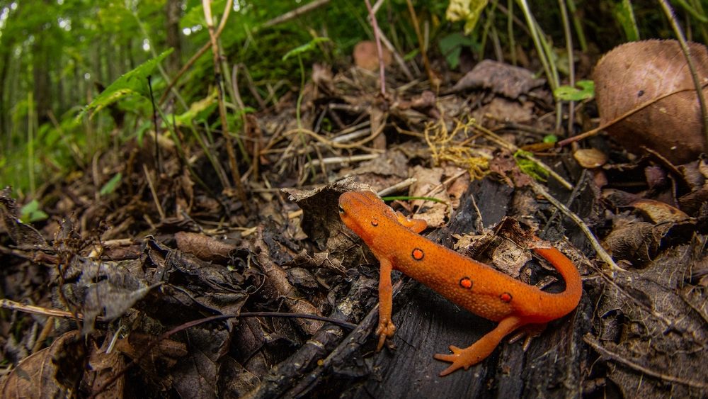 tritón naranja arrastrándose por el suelo del bosque