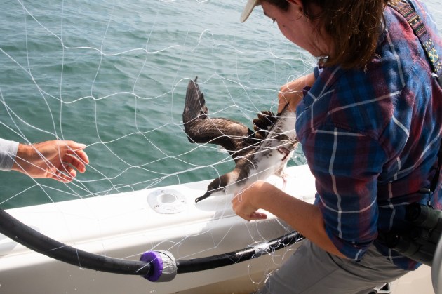 woman untangling a bird from a net near the edge of a boat