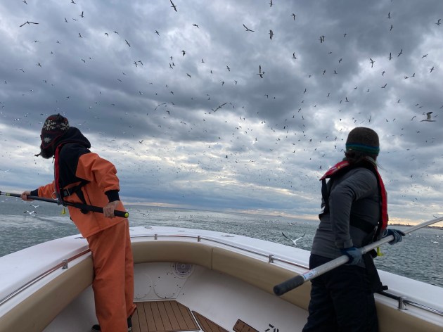 two people at the bow of a boat with nets as birds fly overhead