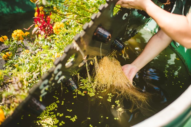 hand lifting up floating vegetation