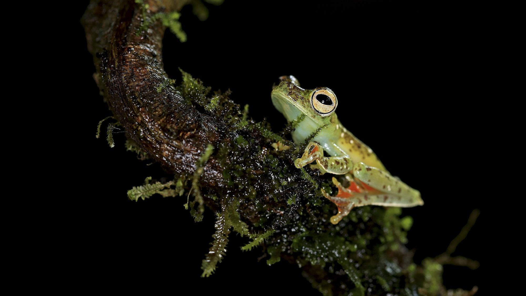 green tree frog with red feet on a mossy branch