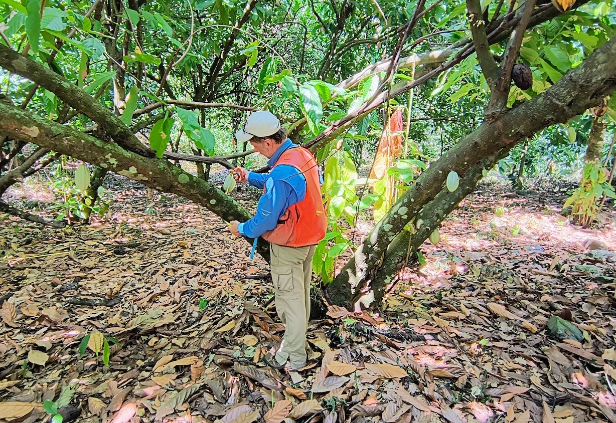 un hombre con un chaleco naranja cerca de un árbol de cacao