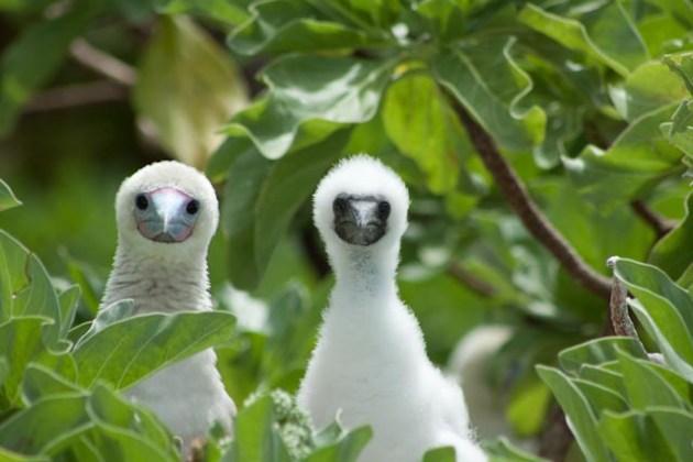 adult white bird and fluffy white chick