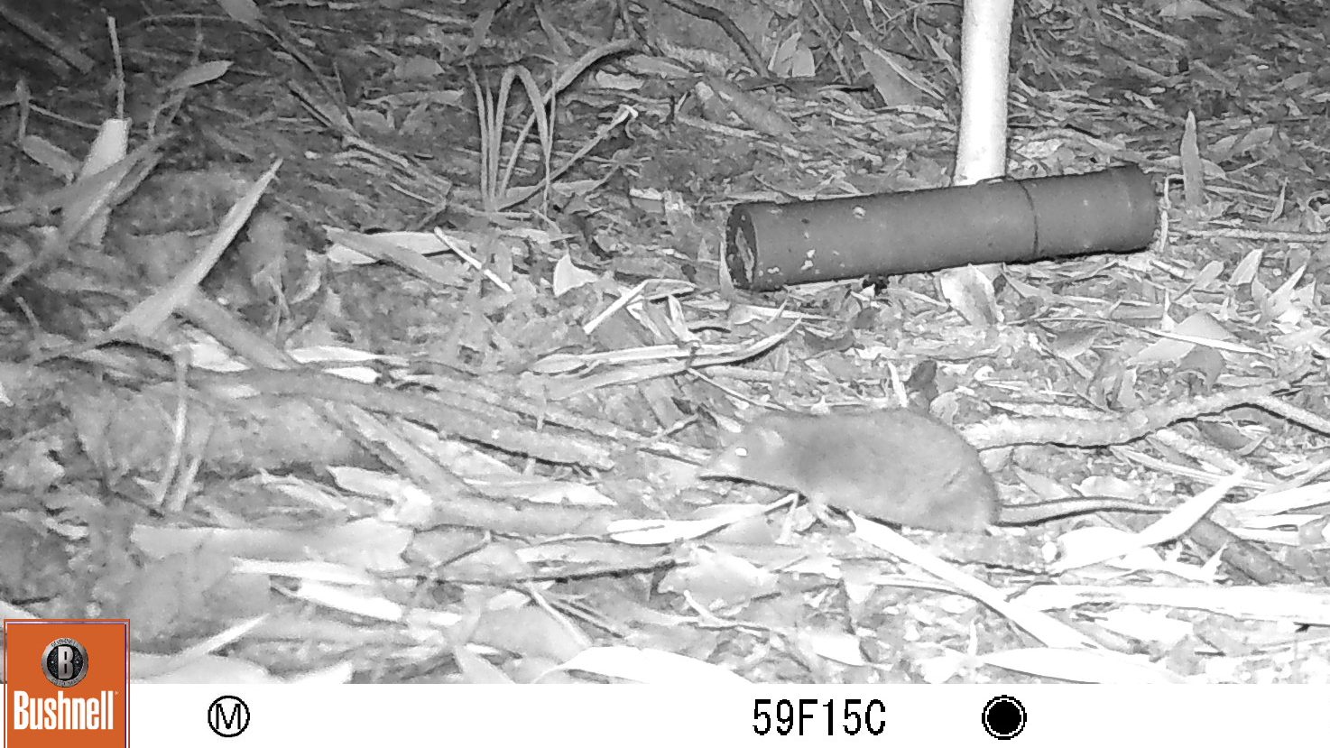 black and white image taken a night of a small pointy nose animal with a long bare tail, scurrying over leaf litter on the forest floor. 