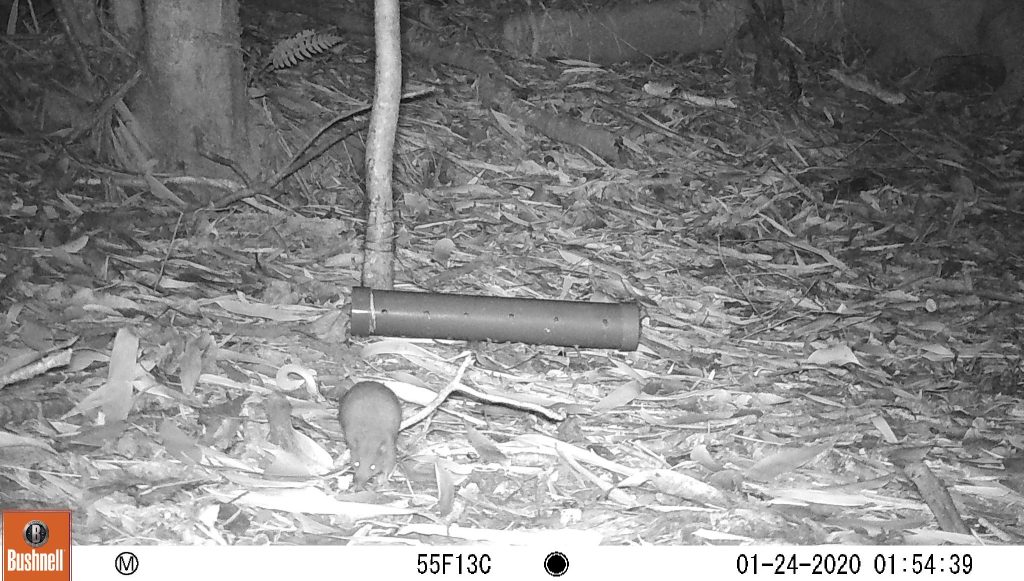 long-nosed shrew opossum on the forest floor