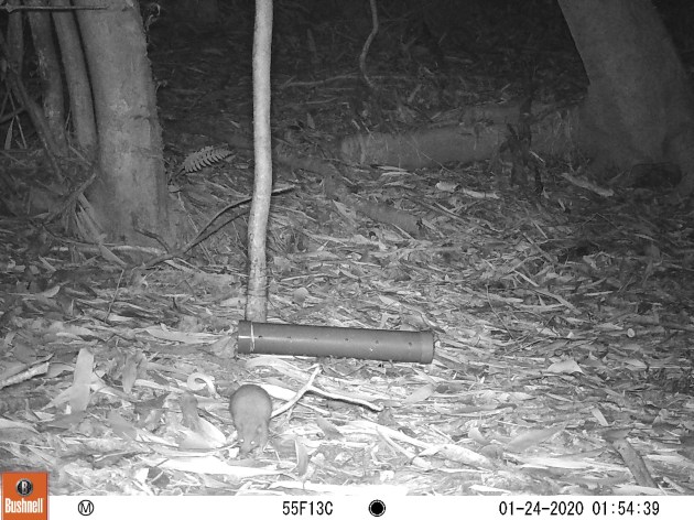 long-nosed shrew opossum on the forest floor