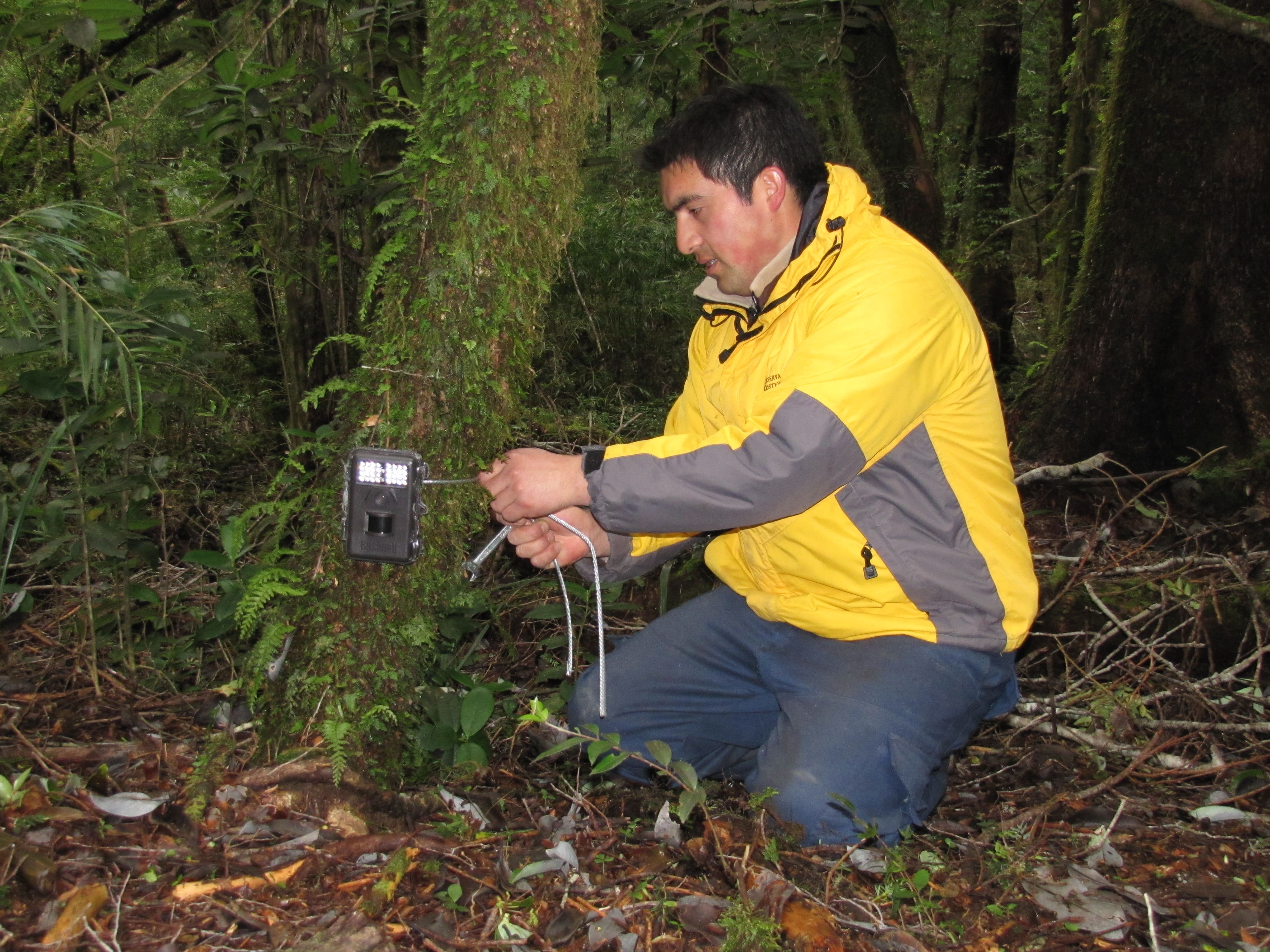 Man installing an outdoor camera trap at the base of a tree