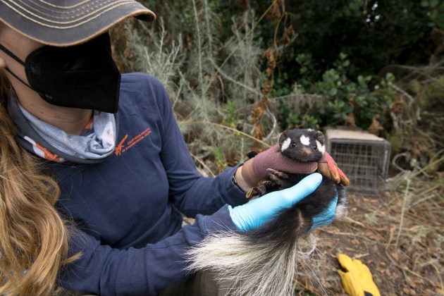 scientist holding a small skunk