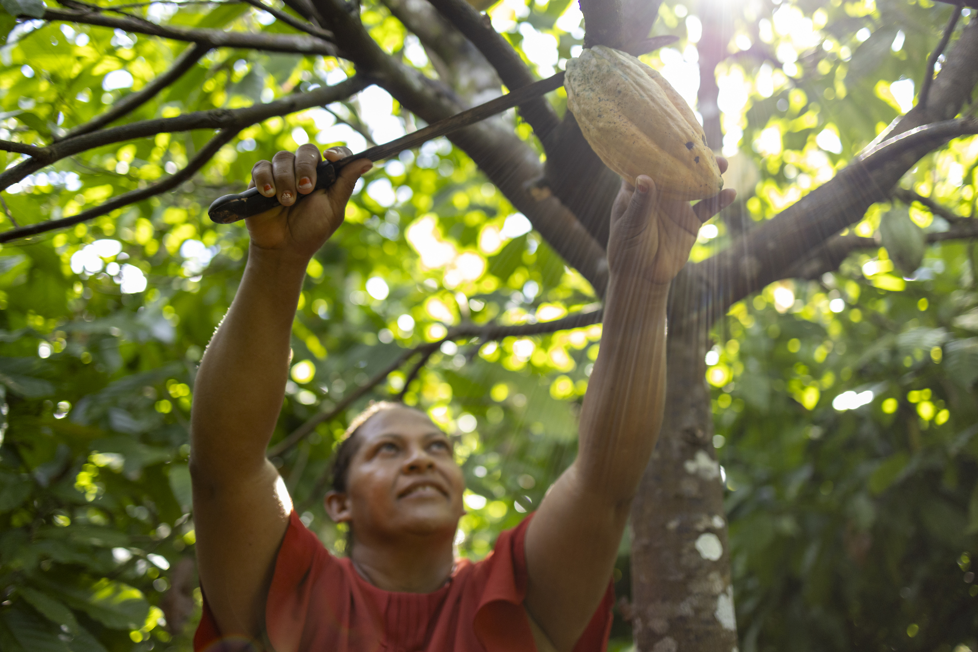 Una mujer usando un cuchillo para cortar semillas de un árbol.