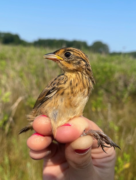 mano sosteniendo un pájaro pequeño